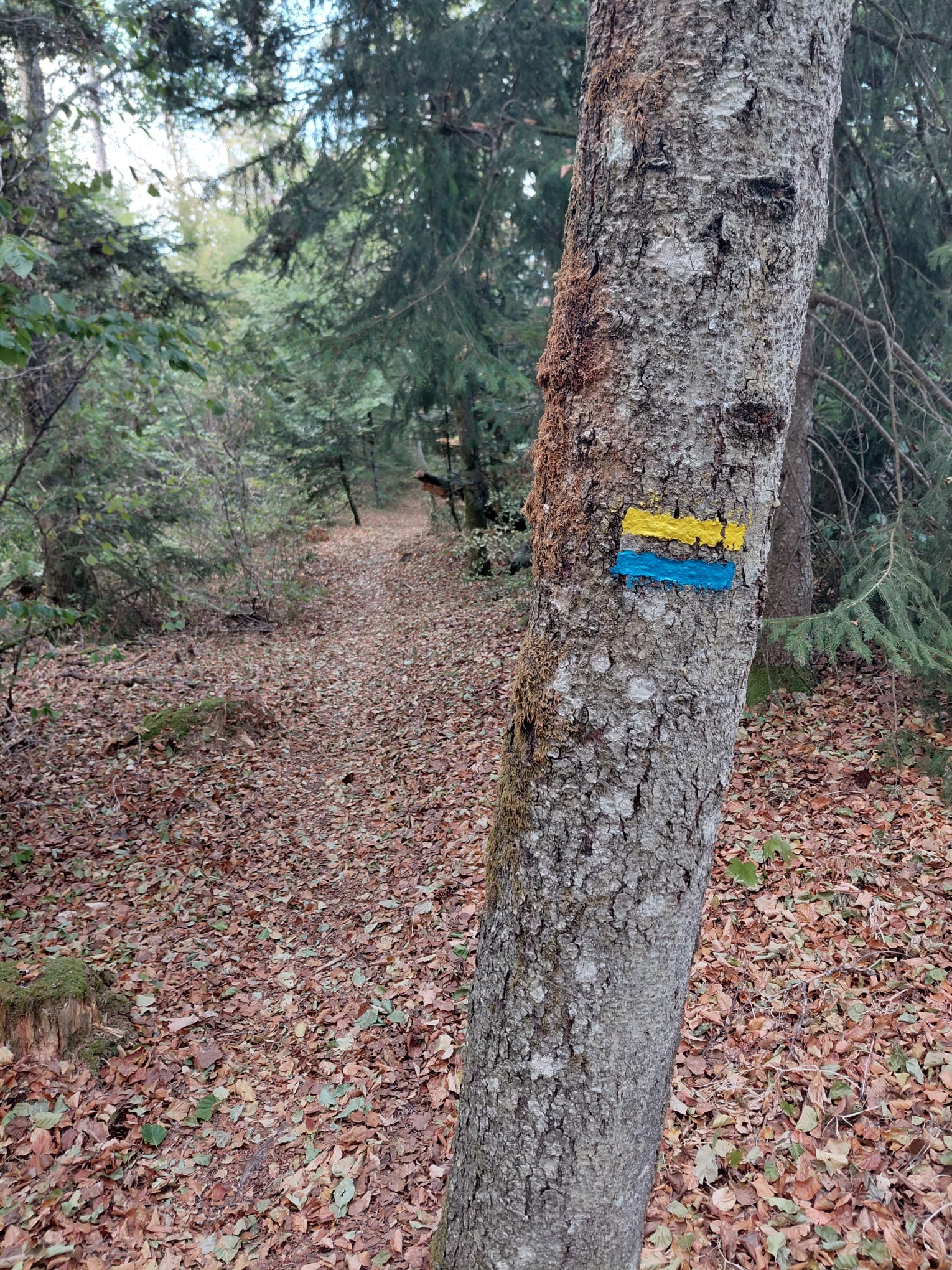 NL oct 26 traces bleues et jaunes